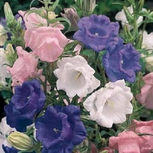campanula imported flower seeds