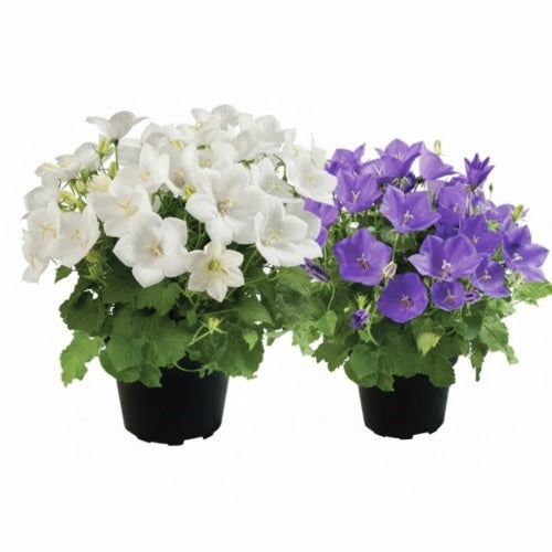 blue white flower seeds