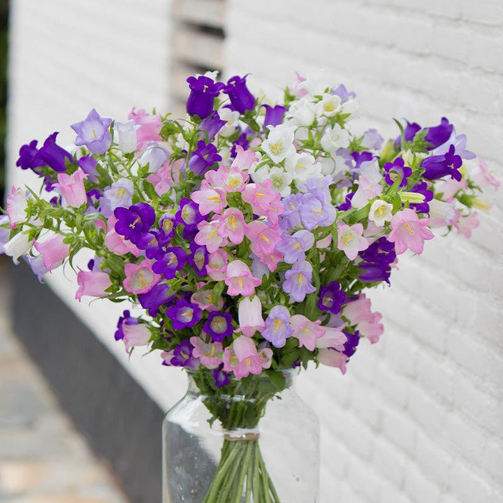 Mixed Campanula Flower Seeds – Heirloom, Non-GMO, High Germination Seeds