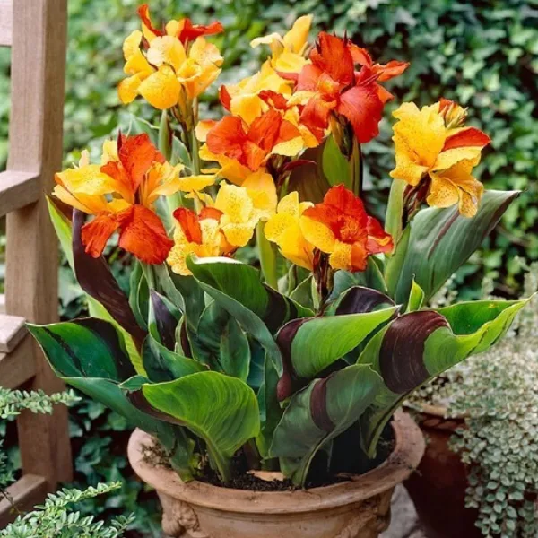 canna lily flower seeds