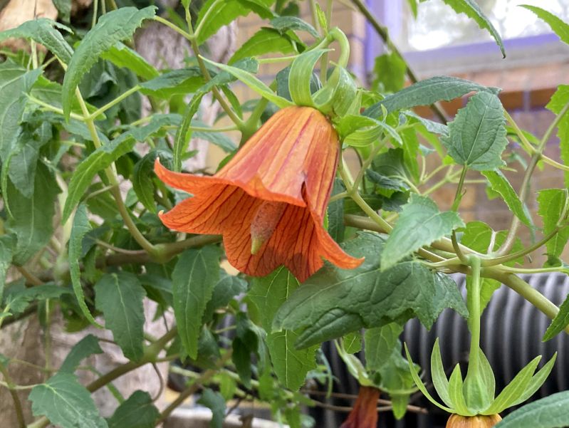 Oranger Kanaren-Glockenblumen Samen – Alte Sorte, gentechnikfrei, hohe Keimrate, Bio-Gartensamen zum Pflanzen
