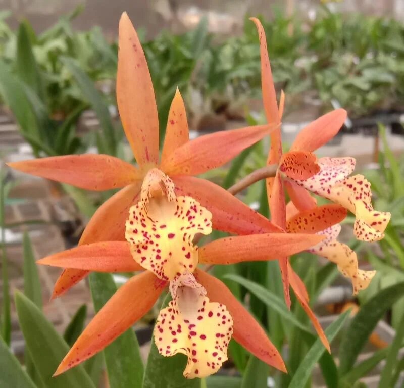 Orange Cattleya Flower Seeds – Heirloom, Non-GMO, High Germination, Organic Seeds