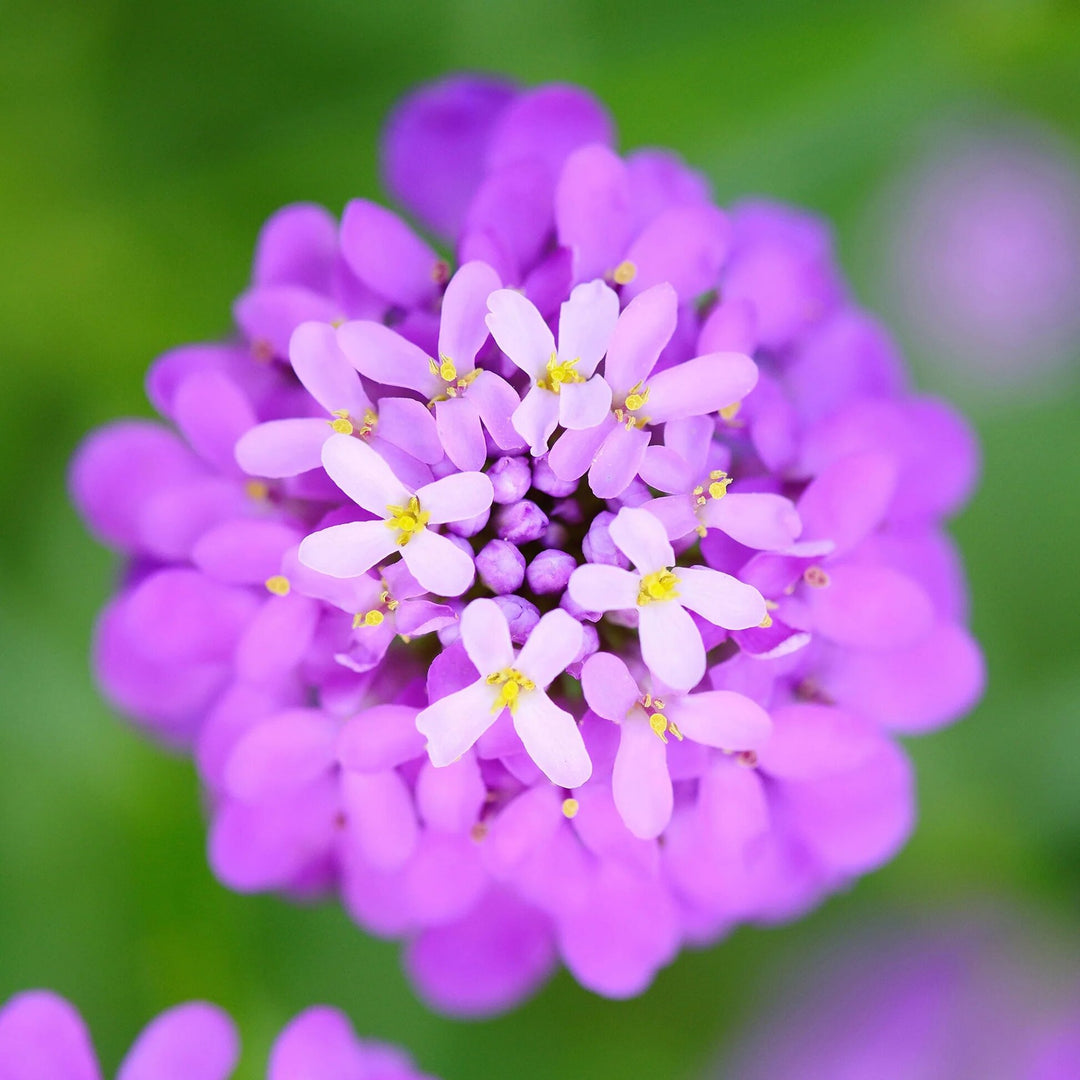 Lavender Candytuft Flower Seeds – Heirloom, Non-GMO, High Germination Seeds