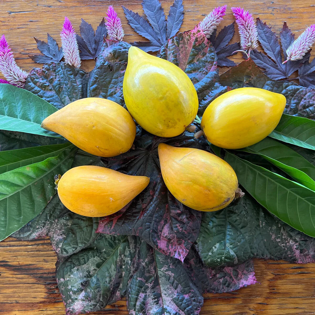 Canistel Fruit Seeds for Planting – Heirloom Non-GMO, High Germination Organic Garden Seeds