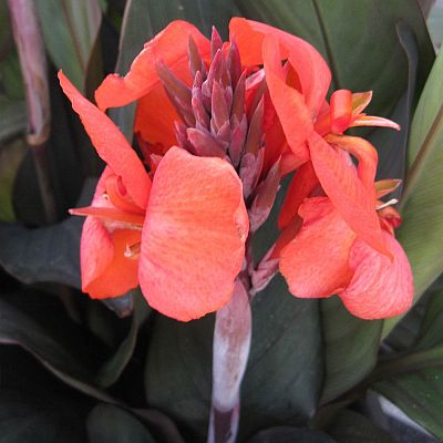 cannacannovabronzeorangefheirloomnongmohighgerminationorganicgarden flower seeds