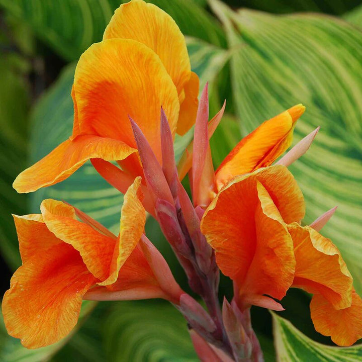 Orange Canna Flower Seeds – Heirloom, Non-GMO, High Germination Organic Garden Seeds