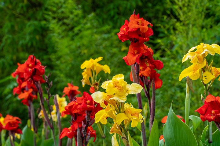 Mixed Canna Flower Seeds – Heirloom, Non-GMO, High Germination Organic Garden Seeds