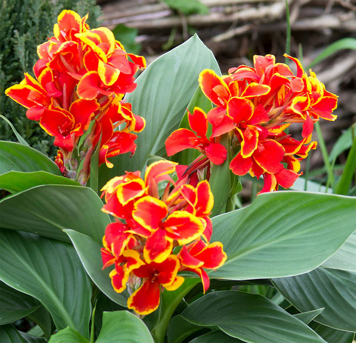 Canna Flower Seeds For Planting And Growing Yellow Red – Heirloom, Non-GMO Organic Garden Seeds