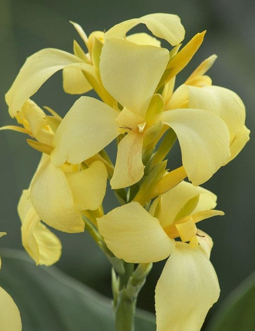 cannacannovalemonfheirloomnongmohighgerminationorganicgarden flower seeds