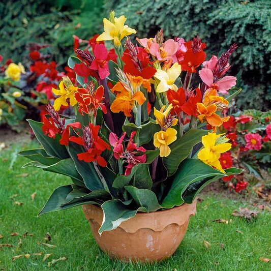 Mixed Canna Lily Flower Seeds – Heirloom, Non-GMO, High Germination Organic Garden Seeds