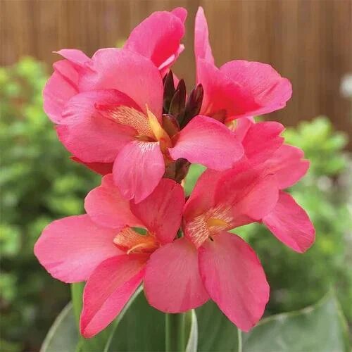 Canna Lily Flower Seeds Pink – Heirloom, Non-GMO, High Germination Organic Garden Seeds