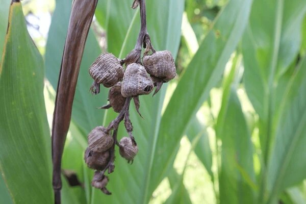 Canna Lily Flower Seeds – Heirloom, Non-GMO, High Germination Organic Garden Seeds