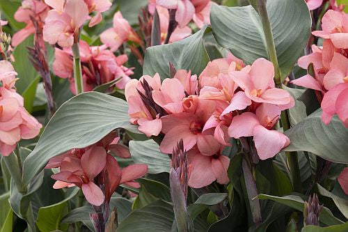 cannacannovamangofheirloomnongmohighgerminationorganicgarden flower seeds