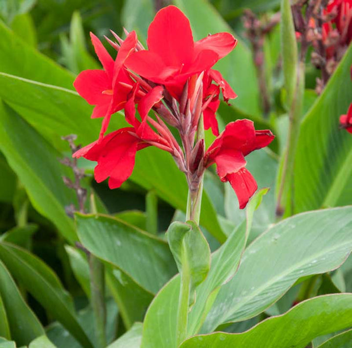 Red Canna Lily Flower Seeds – Heirloom, Non-GMO, High Germination Organic Garden Seeds