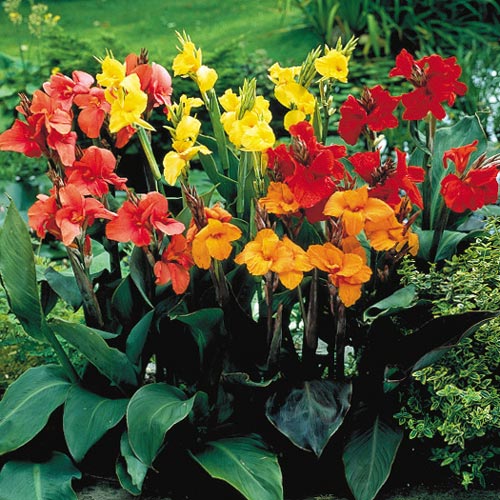 cannatropicalsummerheirloomnongmohighgerminationorganicgarden flower seeds