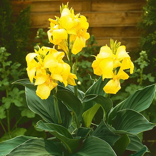 cannacannovayellowfheirloomnongmohighgerminationorganicgarden flower seeds