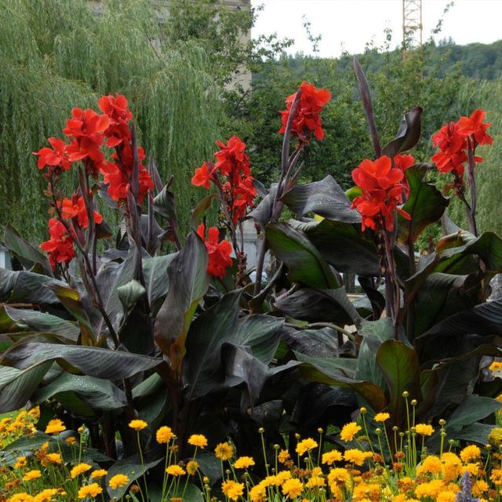 Black Tropicana Canna Lily Rhizomes for Planting Seeds for Planting