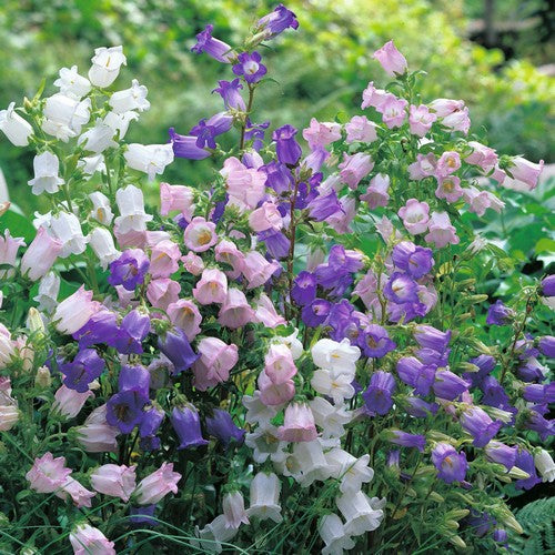 Mixed Campanula Flower Seeds – Heirloom, Non-GMO, High Germination Seeds