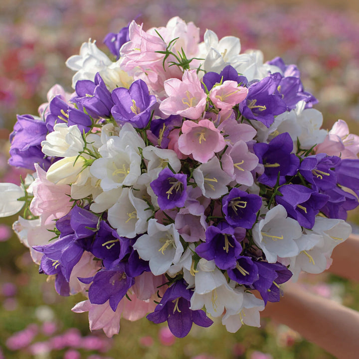 Mixed Campanula Flower Seeds – Heirloom, Non-GMO, High Germination Seeds