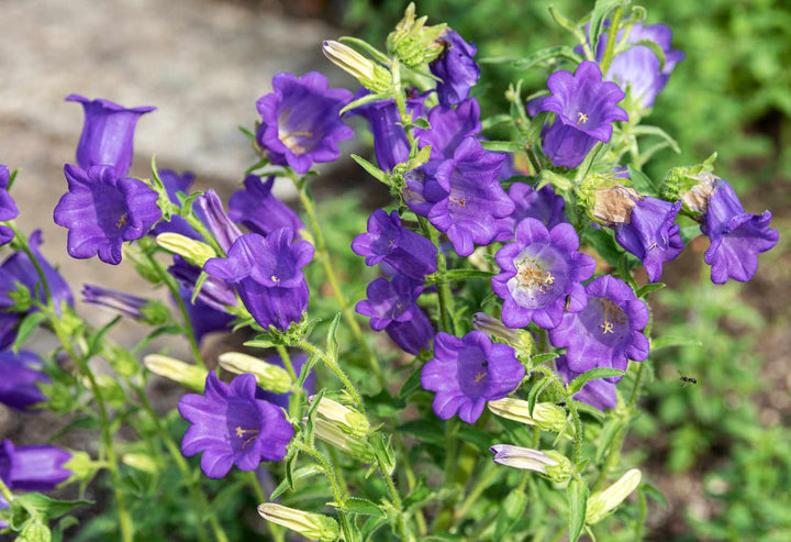 Calycanthema Campanula Flower Seeds – Heirloom, Non-GMO, High Germination Seeds