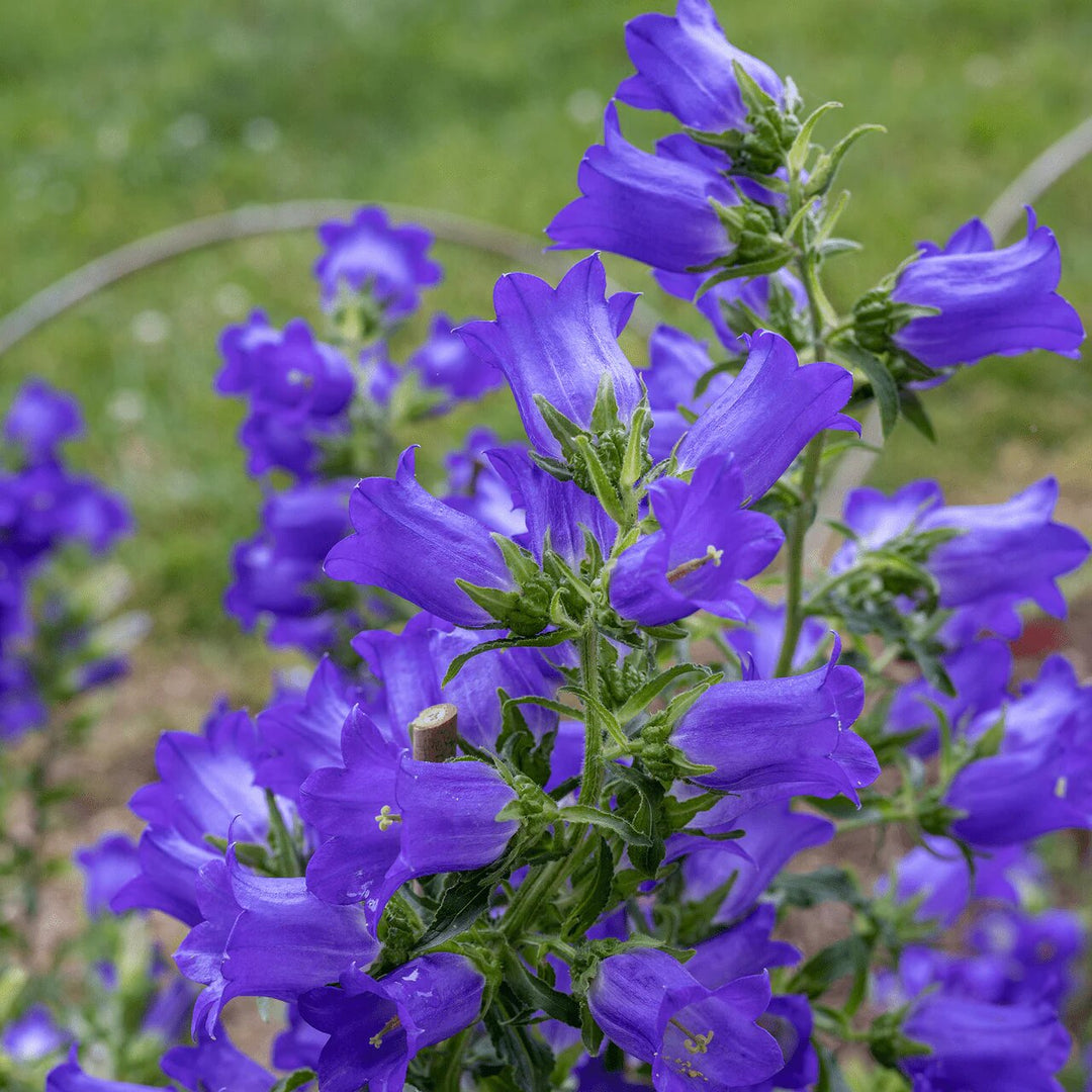 Blue Campanula Flower Seeds – Heirloom, Non-GMO, High Germination, Organic Seeds