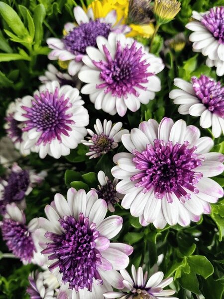 Weiße-Lila Osteospermum Blumensamen – Alte Sorte, gentechnikfrei, hohe Keimfähigkeit, Bio-Gartensamen zum Pflanzen