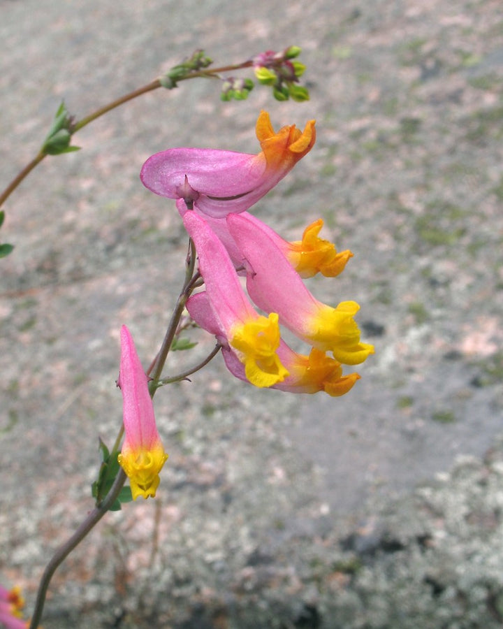 Pink Yellow Corydalis Flower Seeds for Planting – Heirloom Non-GMO Seeds