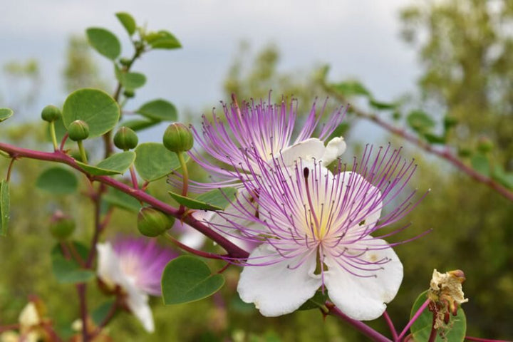Capparis Flower Seeds – Heirloom, Non-GMO, High Germination Organic Garden Seeds