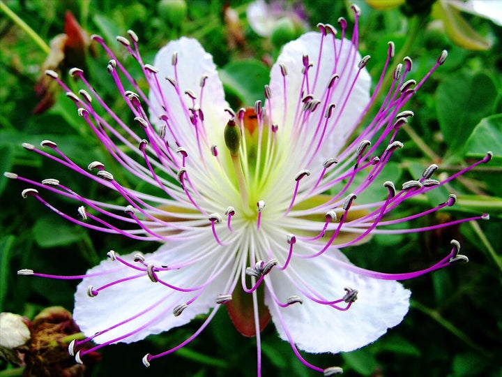 Capparis Flower Seeds – Heirloom, Non-GMO, High Germination Organic Garden Seeds