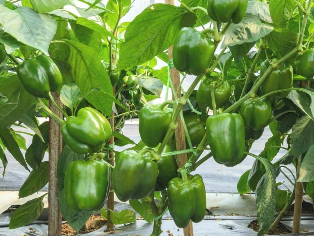 Capsicum For herb seeds