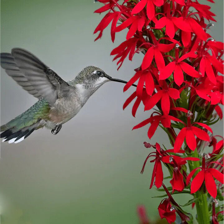 Cardinal Flower Seeds for Planting – Heirloom, Non-GMO, High Germination Organic Garden Seeds