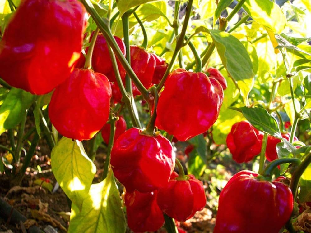 peach caribbean flower seeds