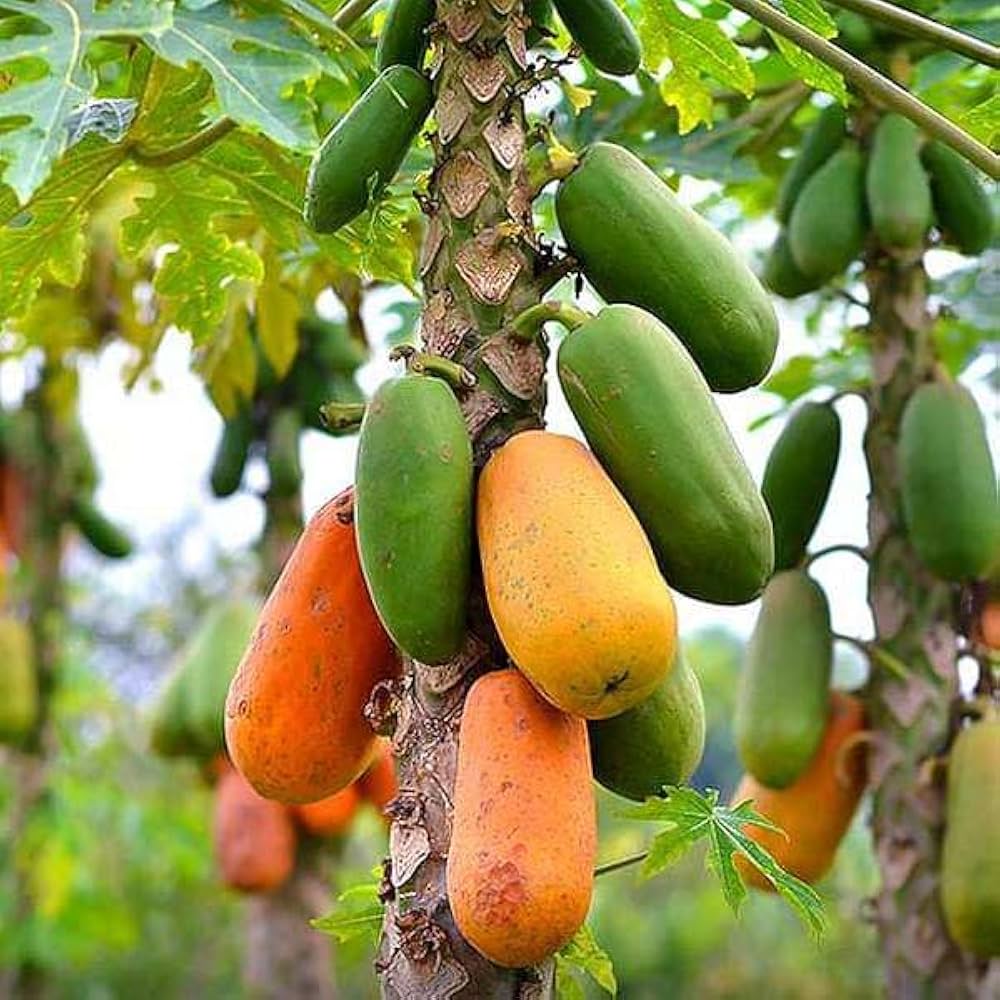 papaya carica flower seeds