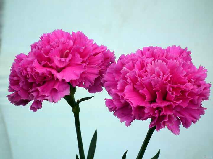 Dunkelrosa Nelken-Samen – Heirloom, gentechnikfrei, hohe Keimfähigkeit