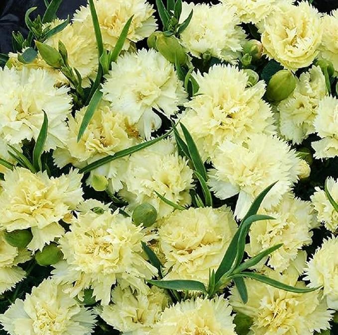 carnation dianthus flower seeds