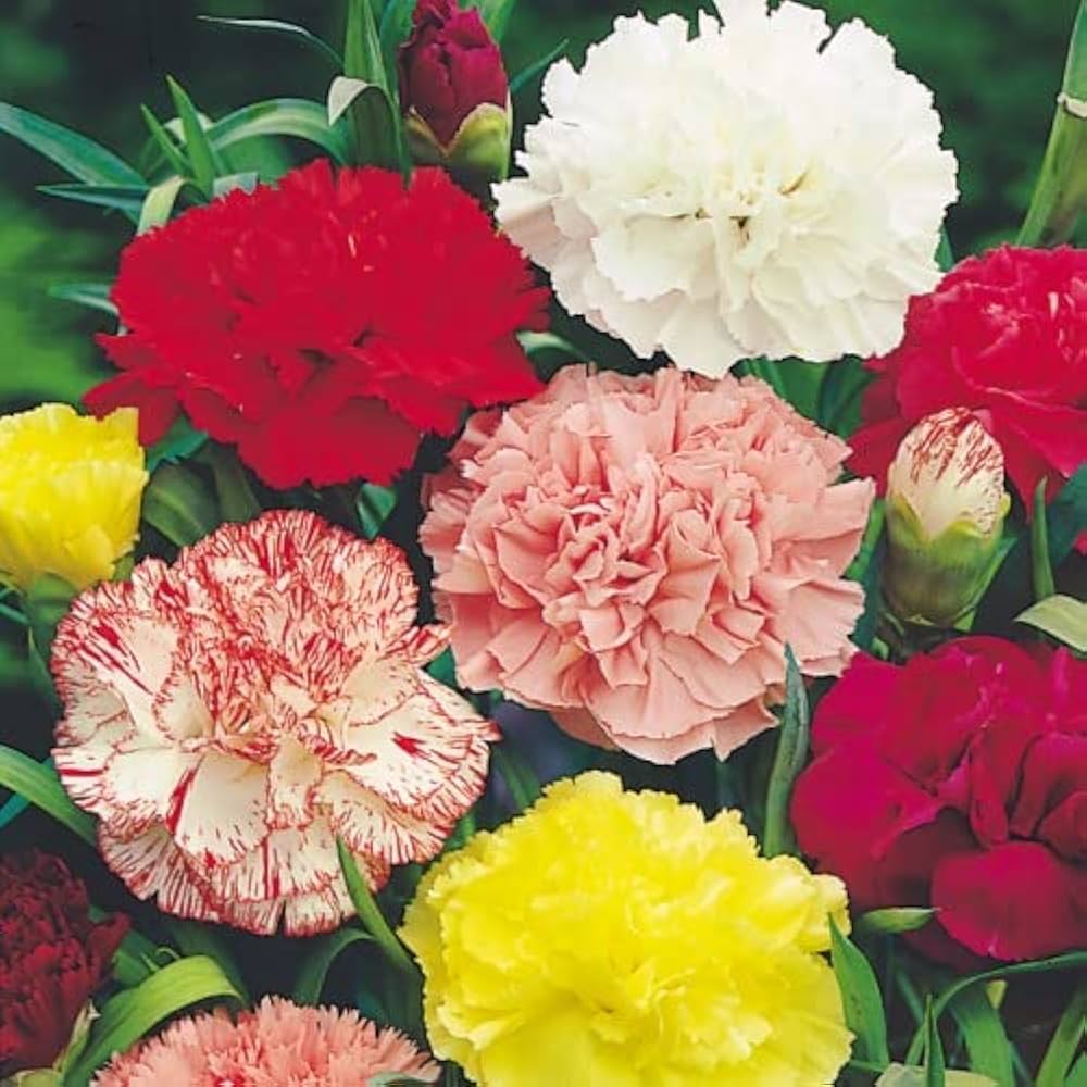 carnation flower flower seeds