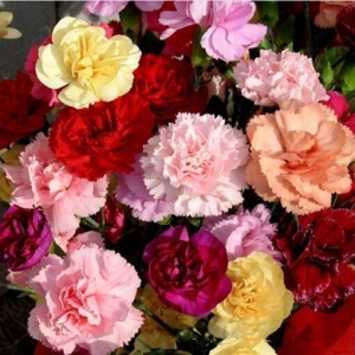 carnation lilipot flower seeds