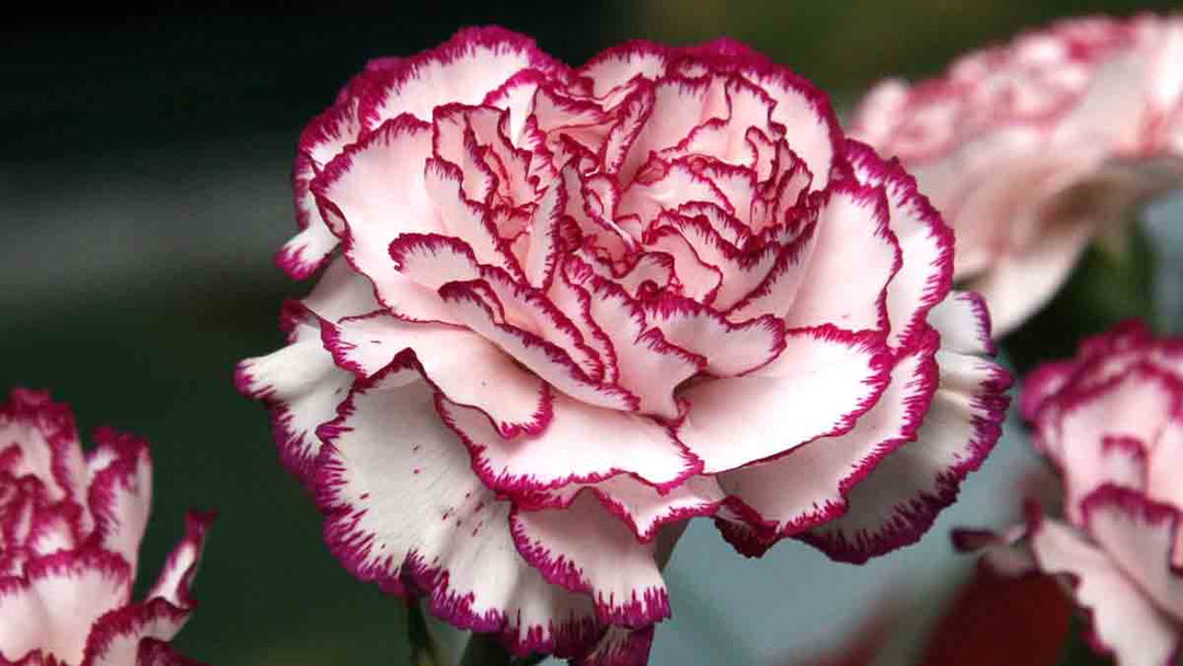 Maroon White Carnation Flower Seeds – Heirloom, Non-GMO, High Germination Seeds