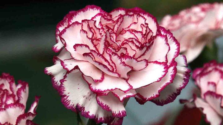 Maroon White Carnation Flower Seeds – Heirloom, Non-GMO, High Germination Seeds