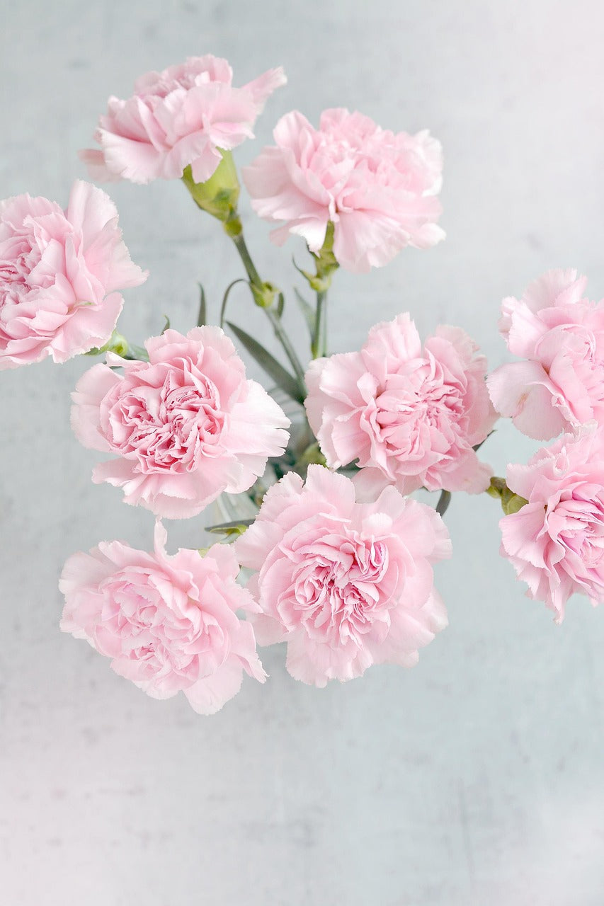 Pale Pink Carnation Flower Seeds – Heirloom, Non-GMO, High Germination Seeds