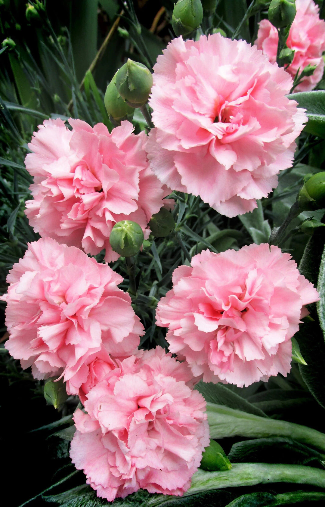 Semillas de flores de clavel rosa Dianthus Caryophyllus – Herencia sin OGM de alta germinación