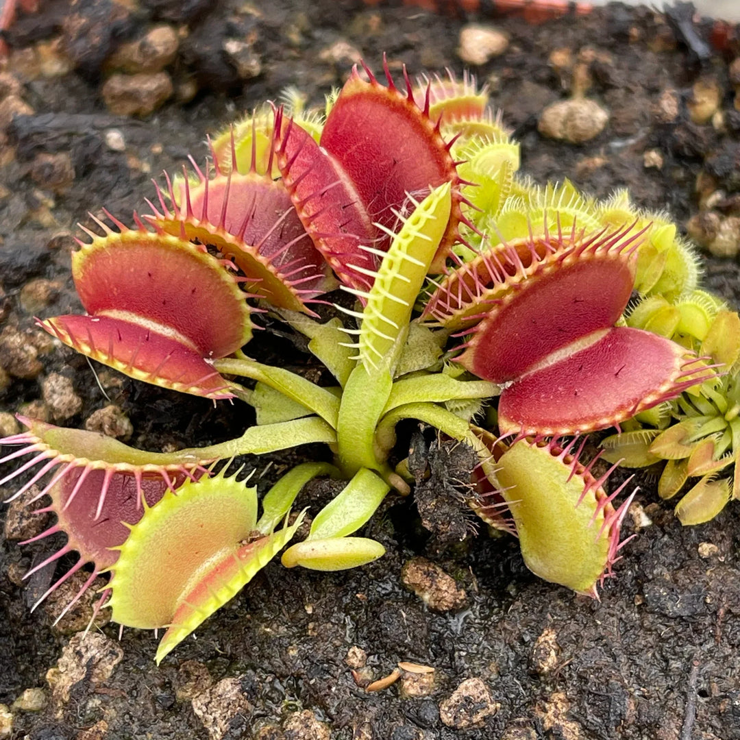 Carnivorous Plant herb seeds