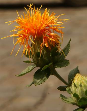 Orange Saxifraga Flower Seeds – Heirloom, Non-GMO, High Germination Seeds