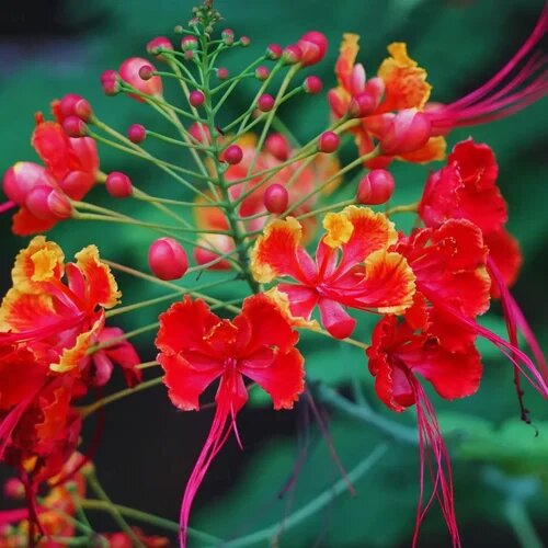 Red Caesalpinia Flower Seeds – Heirloom, Non-GMO, High Germination Seeds for Planting, Organic Garden Seeds