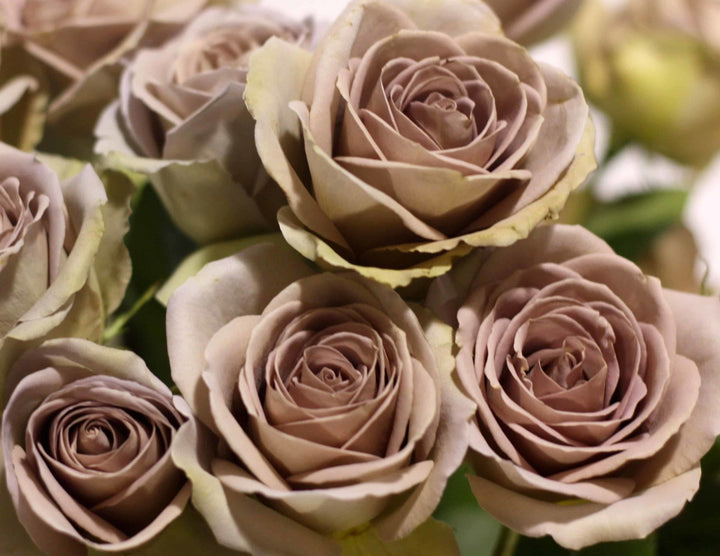 Lavender Brown Amnesia Rose Flower Seeds – Heirloom Non-GMO High Germination Seeds