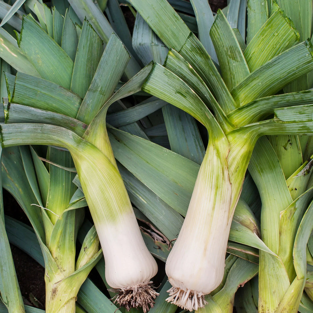 casimir leek flower seeds