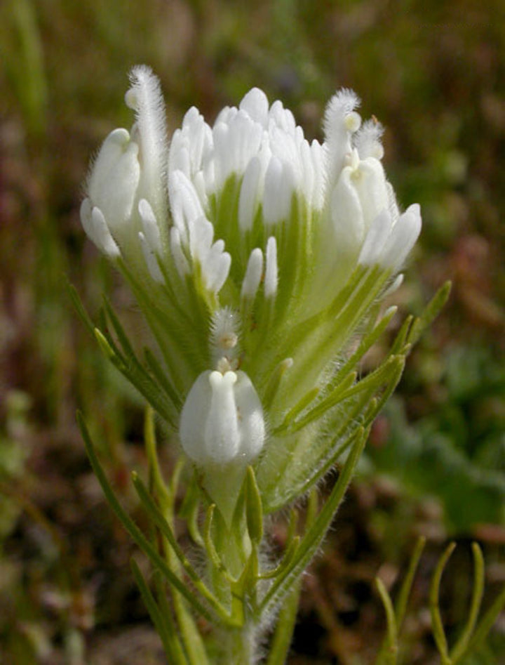 White Castilleja Flower Seeds – Heirloom, Non-GMO, High Germination Seeds
