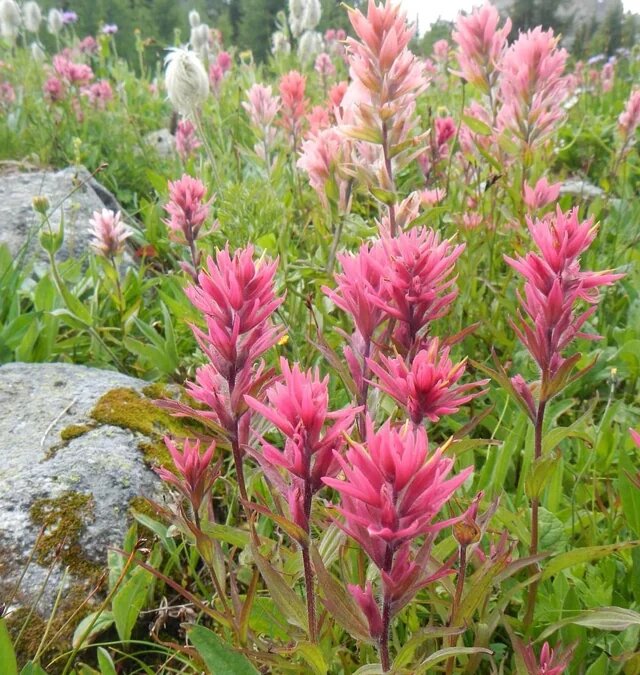 Castilleja Flower Seeds Pink – Heirloom, Non-GMO, High Germination Seeds