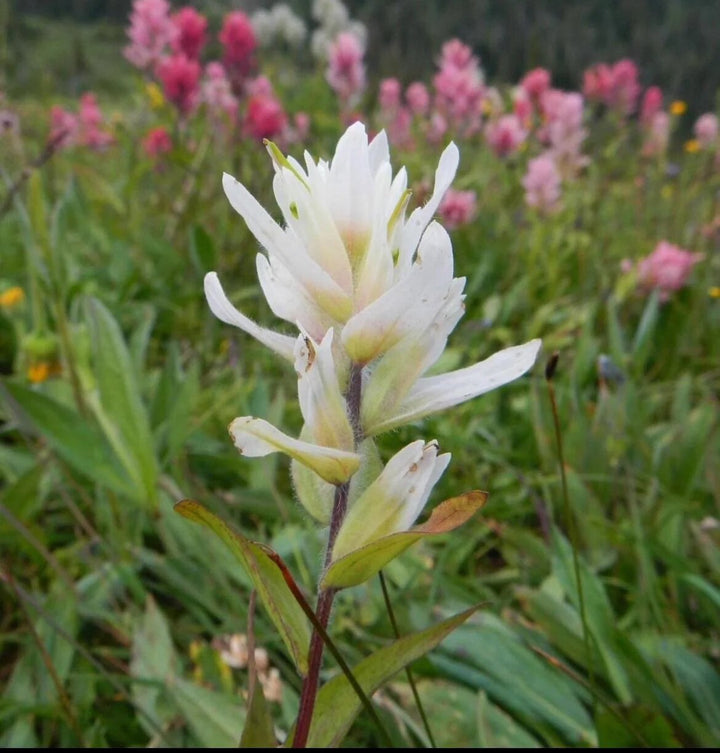 White Castilleja Flower Seeds – Heirloom, Non-GMO, High Germination Seeds