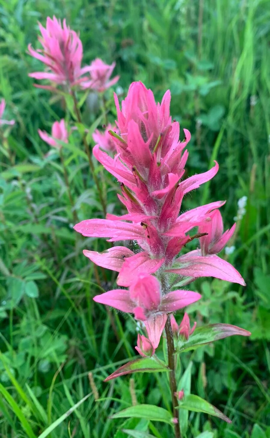 Castilleja Flower Seeds Pink – Heirloom, Non-GMO, High Germination Seeds